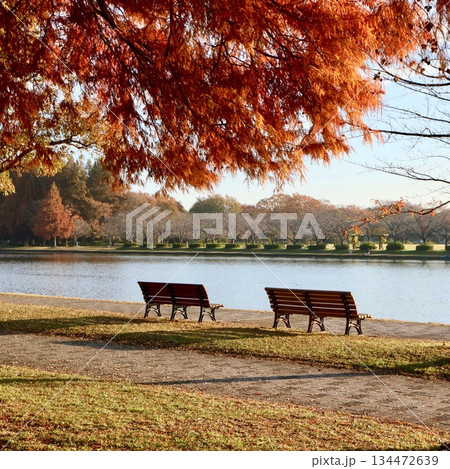 秋の水元公園 秋の水元公園 134472639