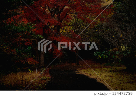 <素材>紅葉した秋の森と枯葉の絨毯 <素材>紅葉した秋の森と枯葉の絨毯 134472759