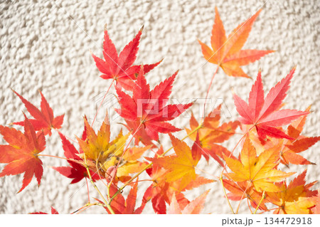 紅葉 134472918