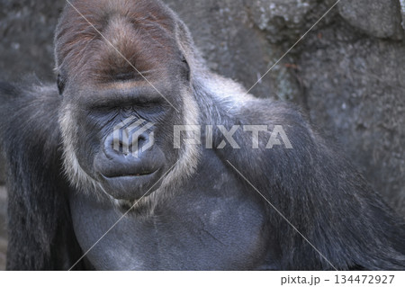 心にしみる感動に唇をかみしめ目を閉じるゴリラ 134472927
