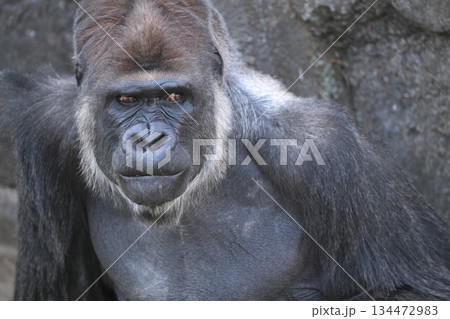 何をしようかなーとうつろな気分のゴリラ 何をしようかなーとうつろな気分のゴリラ 134472983