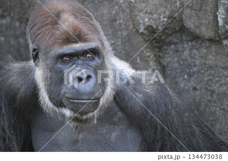 目を輝かせて笑顔がはじけるゴリラ 134473038