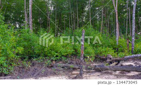 Mangrove Shoreline with Dead Wood and Dense Green Vegetation Mangrove Shoreline with Dead Wood and Dense Green Vegetation 134473045