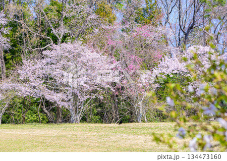 宮城県七ヶ浜町 春の君ケ岡公園 134473160
