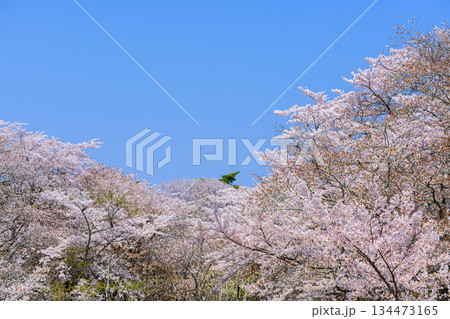 宮城県七ヶ浜町 春の君ケ岡公園 134473165