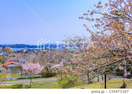 宮城県七ヶ浜町 春の君ケ岡公園 134473167