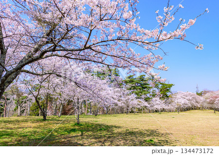 宮城県七ヶ浜町 春の君ケ岡公園 宮城県七ヶ浜町 春の君ケ岡公園 134473172