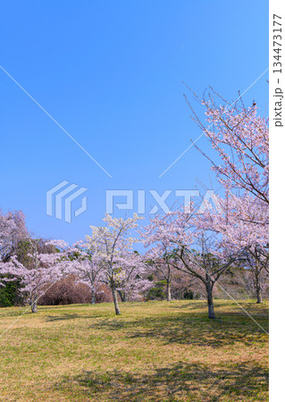 宮城県七ヶ浜町 春の君ケ岡公園 134473177