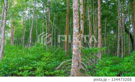 Sunlight Filtering Through Mangrove Trees and Lush Green Undergrowth Sunlight Filtering Through Mangrove Trees and Lush Green Undergrowth 134473208