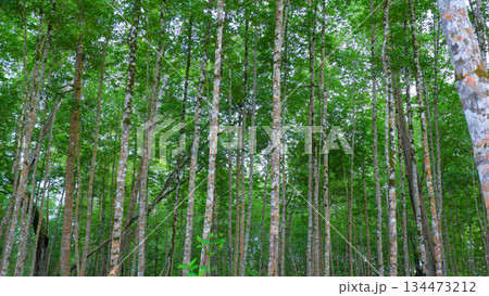 Vertical Perspective of Slim Mangrove Tree Trunks in Tropical Forest Vertical Perspective of Slim Mangrove Tree Trunks in Tropical Forest 134473212