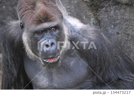 僕は関係ないですよ、と後ずさりしたいゴリラ 134473217