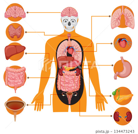 Human Body Internal Organs Educational Vector Diagram Human Body Internal Organs Educational Vector Diagram 134473243