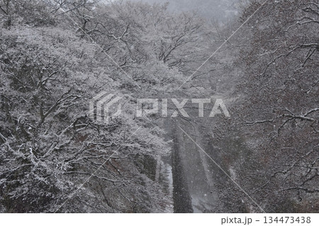 雪フル琵琶湖疎水 134473438