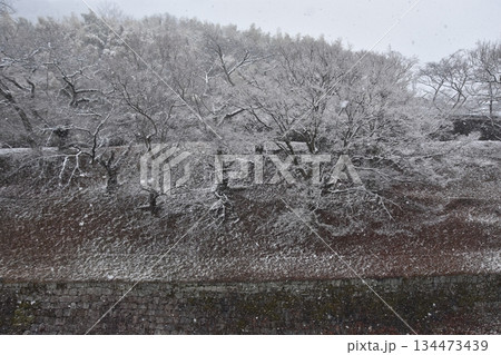 雪フル琵琶湖疎水の土手 134473439