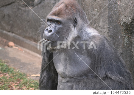 お客さんどこから来たのと話しかけるゴリラ 134473526