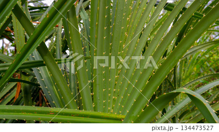 Close Up of Spiky Green Pandanus Leaves with Sharp Thorns 134473527