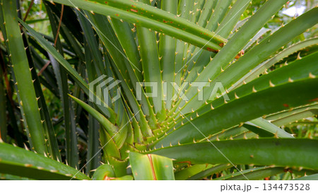 Detailed Texture of Pandanus Leaf Base and Overlapping Spines 134473528