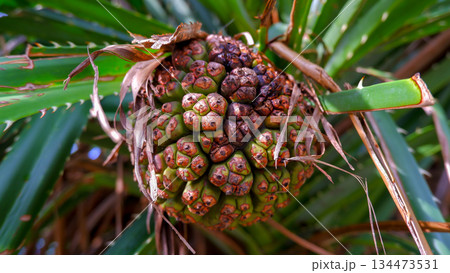 Pandanus Tectorius Fruit on Screw Pine Tree in Mangrove Forest Coastline 134473531