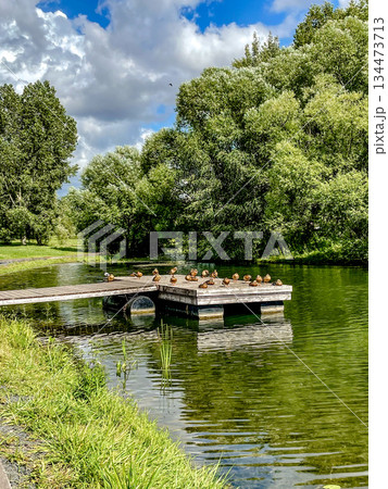 idyllic park scene showcasing peaceful dock with swimming ducks and gentle water reflections idyllic park scene showcasing peaceful dock with swimming ducks and gentle water reflections 134473713