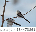 2羽のシマエナガ 134473861