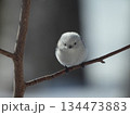 シマエナガ 134473883