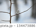 シマエナガ 134473886