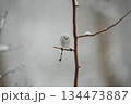 シマエナガ 134473887