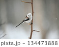 シマエナガ 134473888