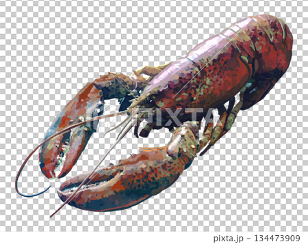 活龍蝦 134473909