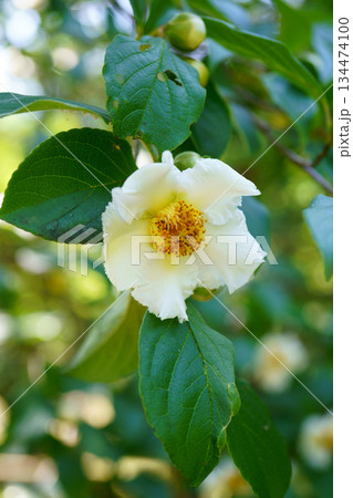 9550　サラジュ 134474100