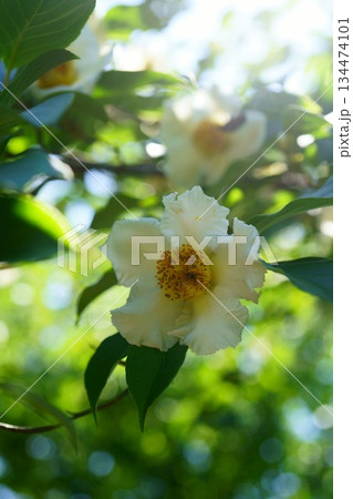 9551　サラジュ 134474101