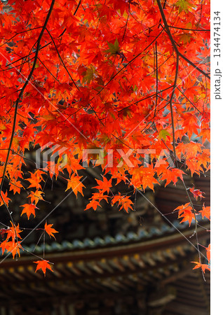 醍醐寺の紅葉_4978 醍醐寺の紅葉_4978 134474134