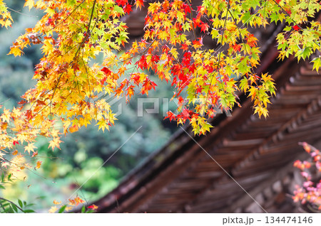 金剛輪寺護摩堂(湖東三山)の紅葉_2599 金剛輪寺護摩堂(湖東三山)の紅葉_2599 134474146