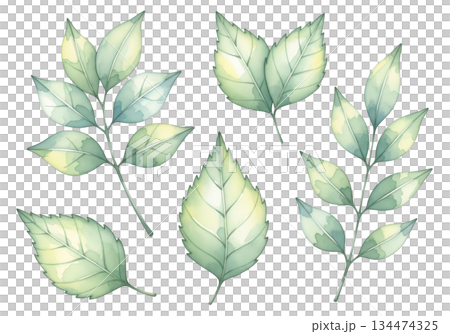 set of green leaves set of green leaves 134474325