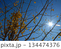 葉が落ちたイチョウの木に日が差している 134474376