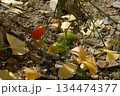 秋の終わりに実を結んだトマト 134474377