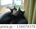 2匹の子ねこが窓際でくっついてこちらを見つめている 134474378