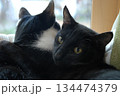 窓の外を見つめる猫とこちらを見つめる黒猫 134474379