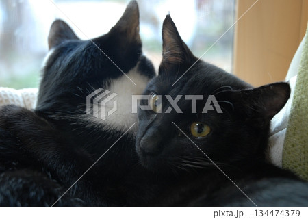 窓の外を見つめる猫とこちらを見つめる黒猫 134474379