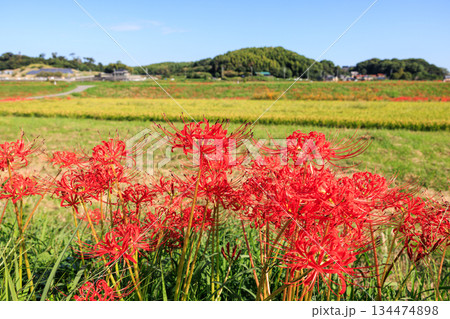 彼岸花咲く里の秋景色 愛知県半田市 彼岸花咲く里の秋景色 愛知県半田市 134474898
