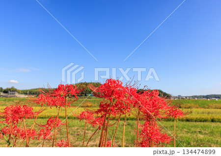 彼岸花咲く里の秋景色　愛知県半田市 134474899