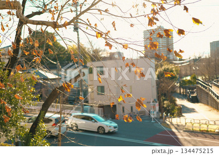 枯れ葉と冬と夕日 134475215