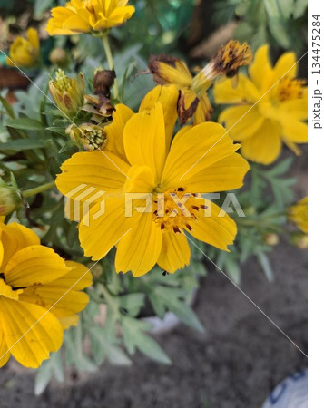 Bright Yellow Flower in Garden with Green Leaves and Soft Background for Nature Stock Photo 134475284