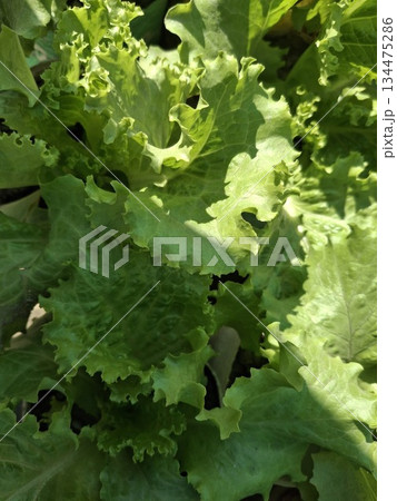 Close-up view of fresh, ruffled green lettuce leaves bathed in bright sunlight, showcasing their texture and vibrant color Close-up view of fresh, ruffled green lettuce leaves bathed in bright sunlight, showcasing their texture and vibrant color 134475286