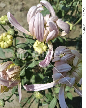 Close-up of pale pink chrysanthemums with curled petals and pale yellow centers in a garden 134475502