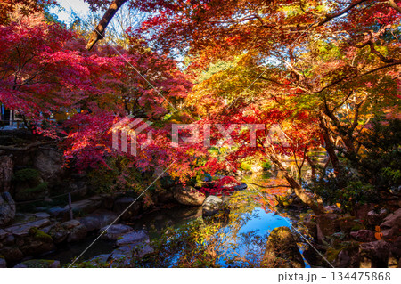 秋の群馬県高崎市・徳明園で見た紅葉のある風景 134475868