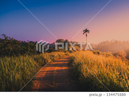 Golden sunset path Campuhan Ridge Walk Ubud Bali. Trail through tall grass leads toward solitary palm tree under warm glowing sky. Tropical iconic Ubud landmark, popular Bali tourist attraction 134475880