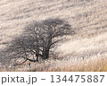 晩秋から初冬のススキの高原の風景 134475887