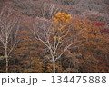 晩秋から初冬の紅葉が彩る高原の風景 134475888