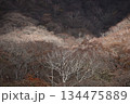 晩秋から初冬の紅葉が彩る高原の風景 134475889